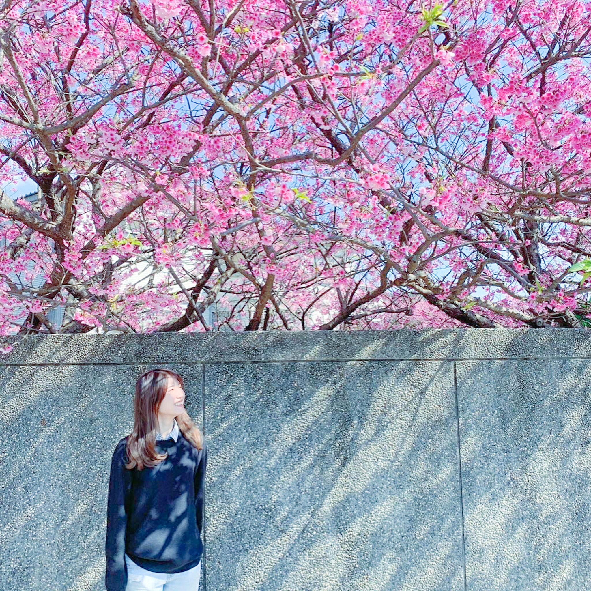 【櫻花季】2021平菁街櫻花巷與碧山巖走春，給你不用人擠人的交通路線與花況更新。